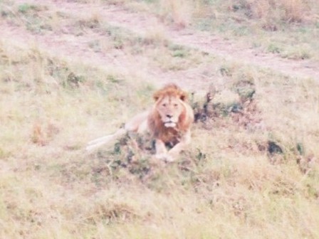 View from Balloon - Masai Mara